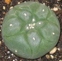 Lophophora Williamsii Seedling 2.5 cm